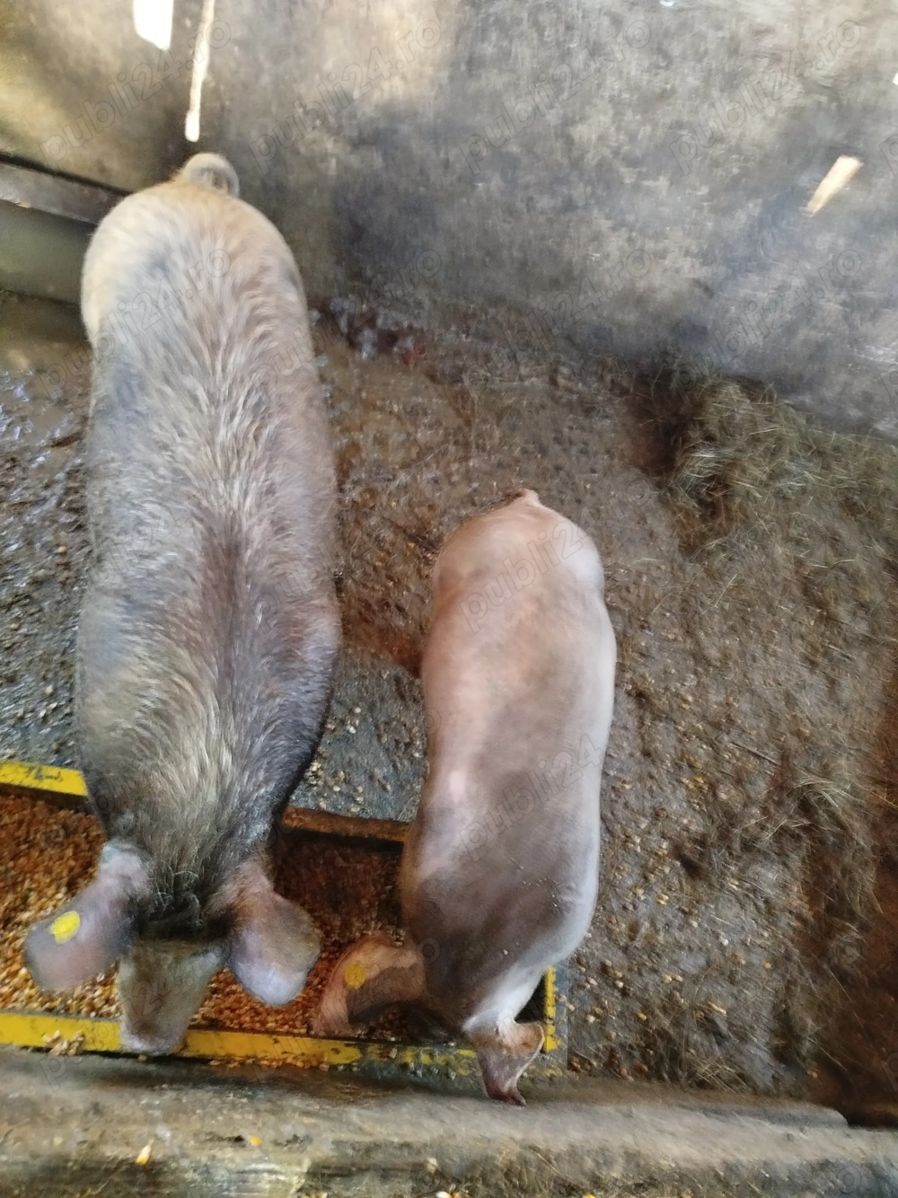 Vând porcii din poze 