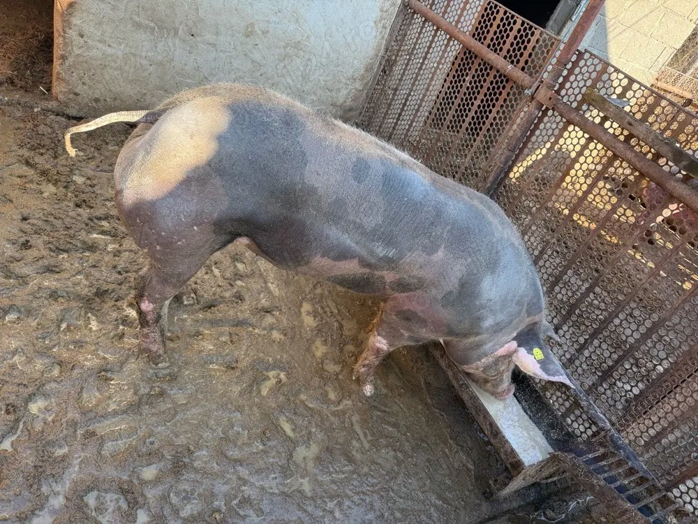 porc pietrain castrat 