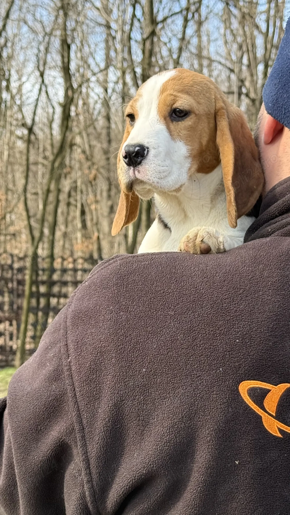 Pui Beagle Tricolor