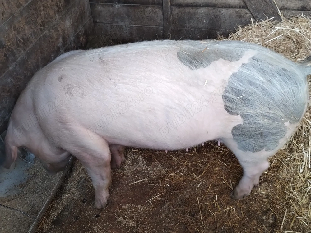 Porc de vanzare 100+ KG