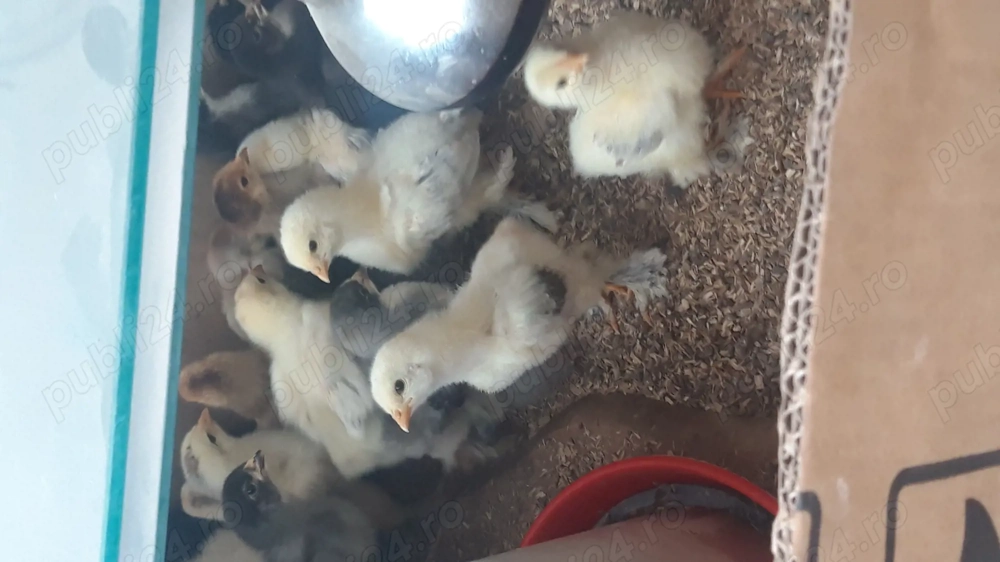 pui brahma de vînzare 