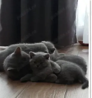 Pui British Short Hair Blue