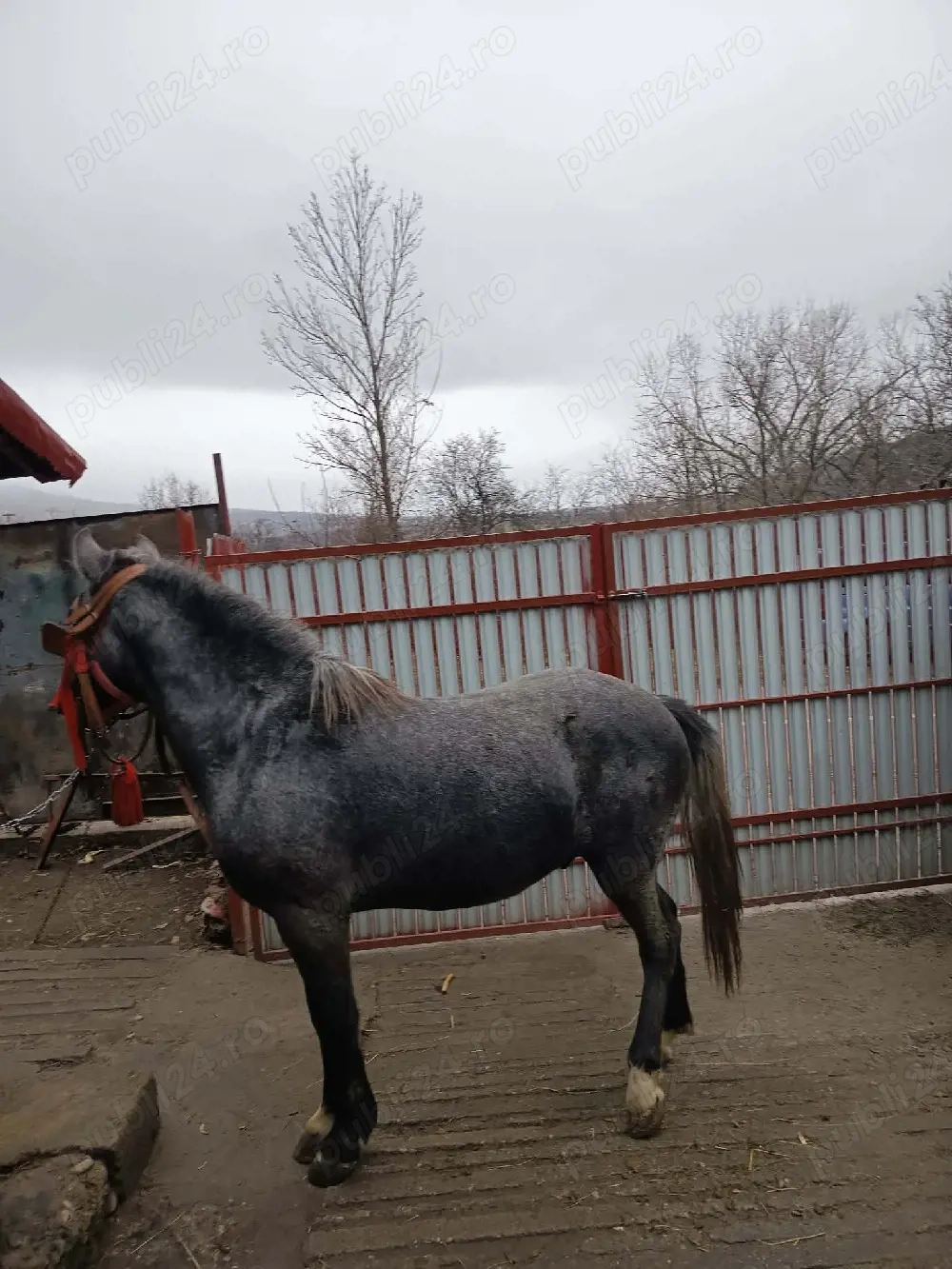 Vand Noaptin varsta 1 an de zile foarte frumos 