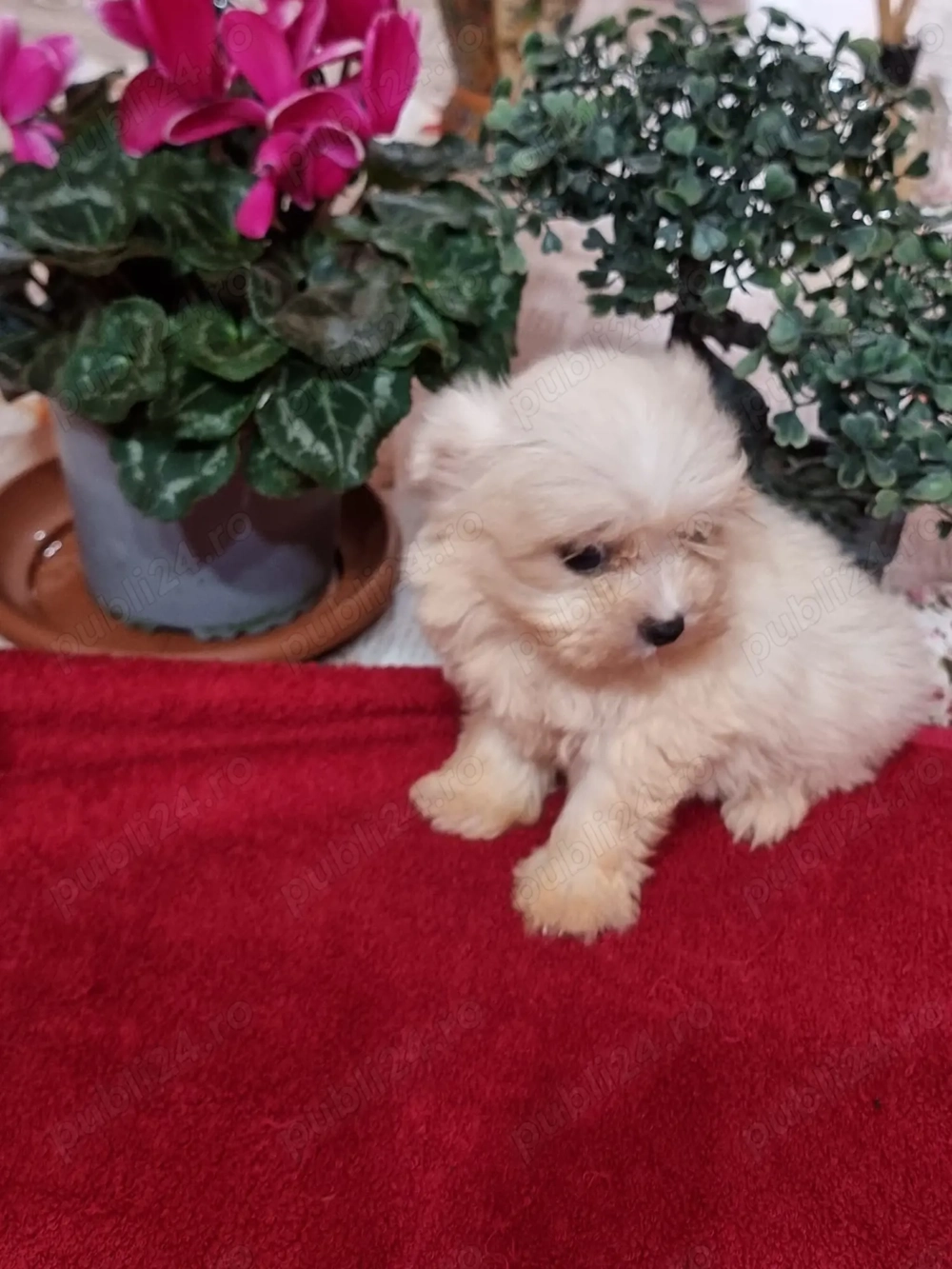 Vând bichoni maltez 7 saptamani, 5 fetite