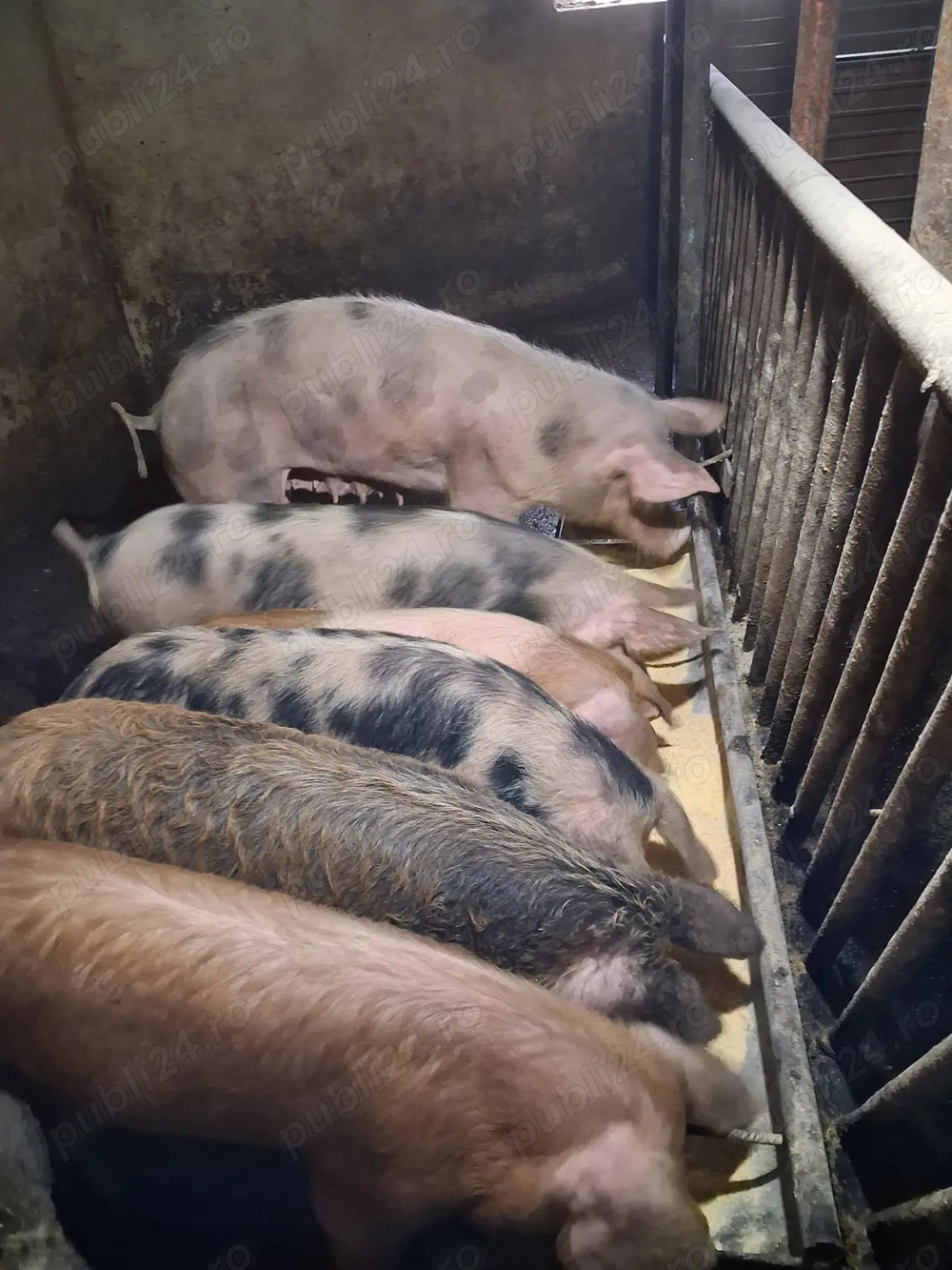 Vand porci Bazna cu Duroc si mangalita