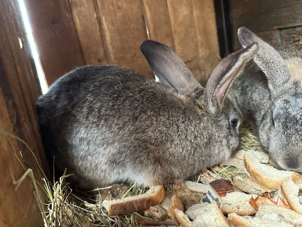 Iepurite de anul trecut