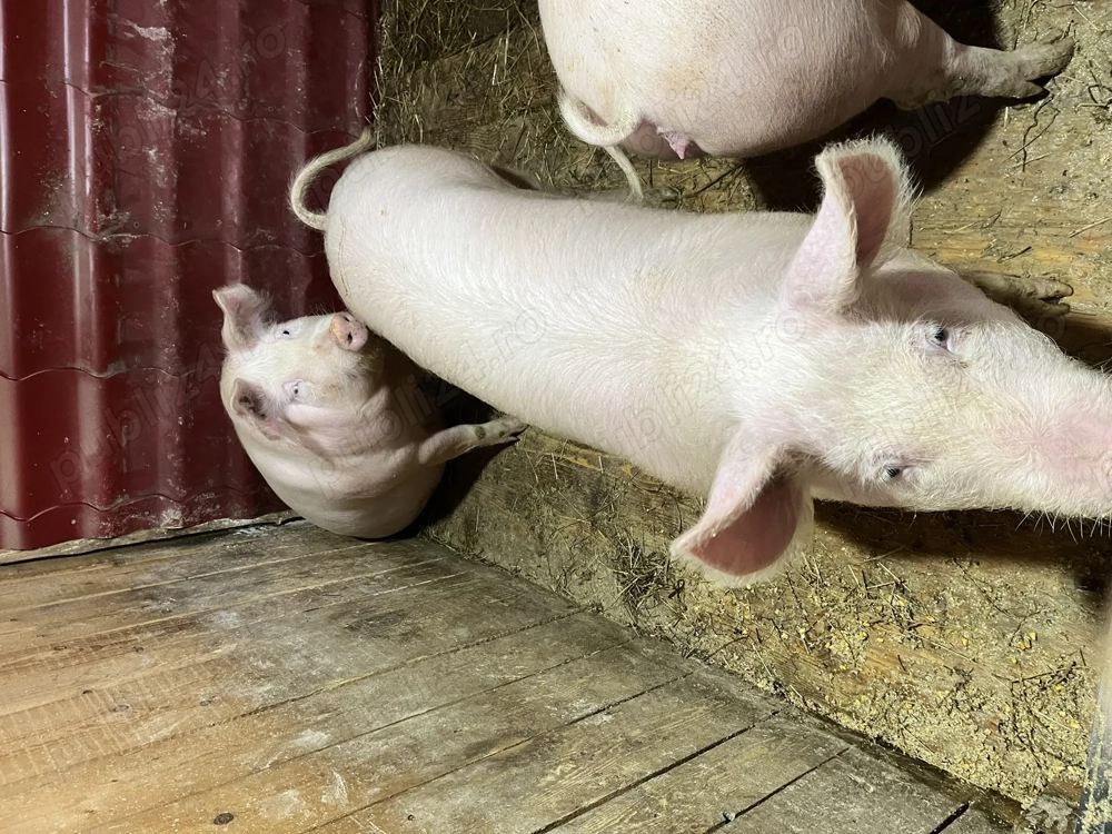Porc ,  2. scroafe gestante  