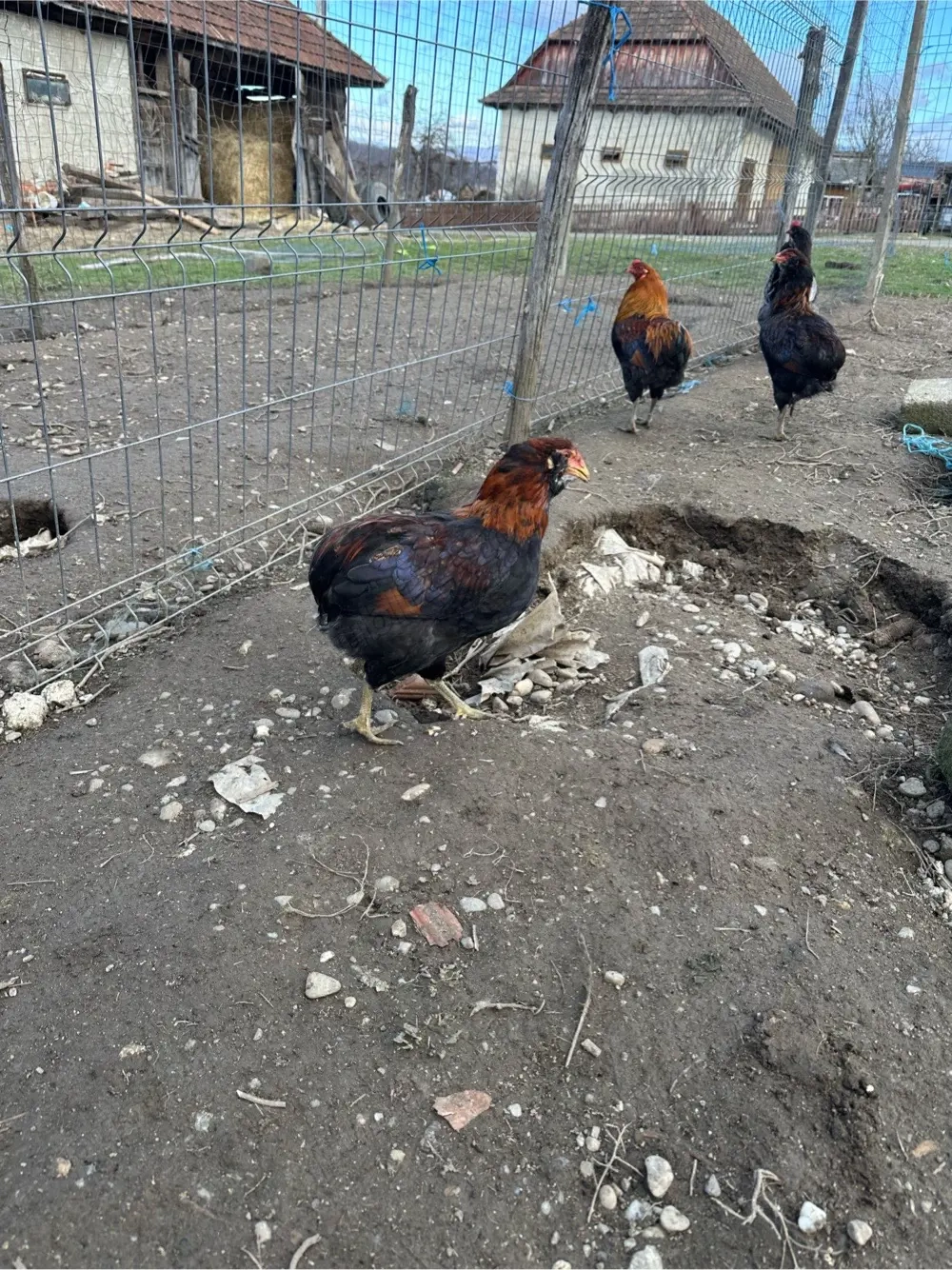 Cocosi araucana de anul trecut