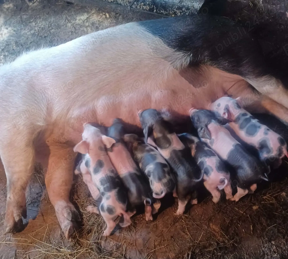 Vand scroafă cu purcei 