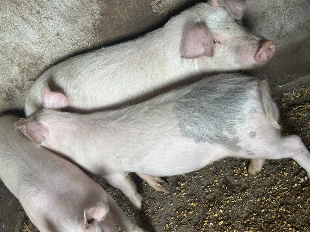 Purcei de vânzare de carne 