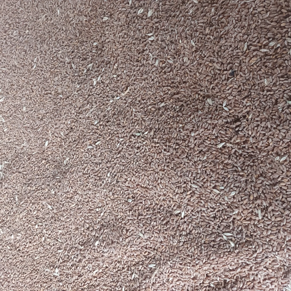 Vând  Grâu panificatie