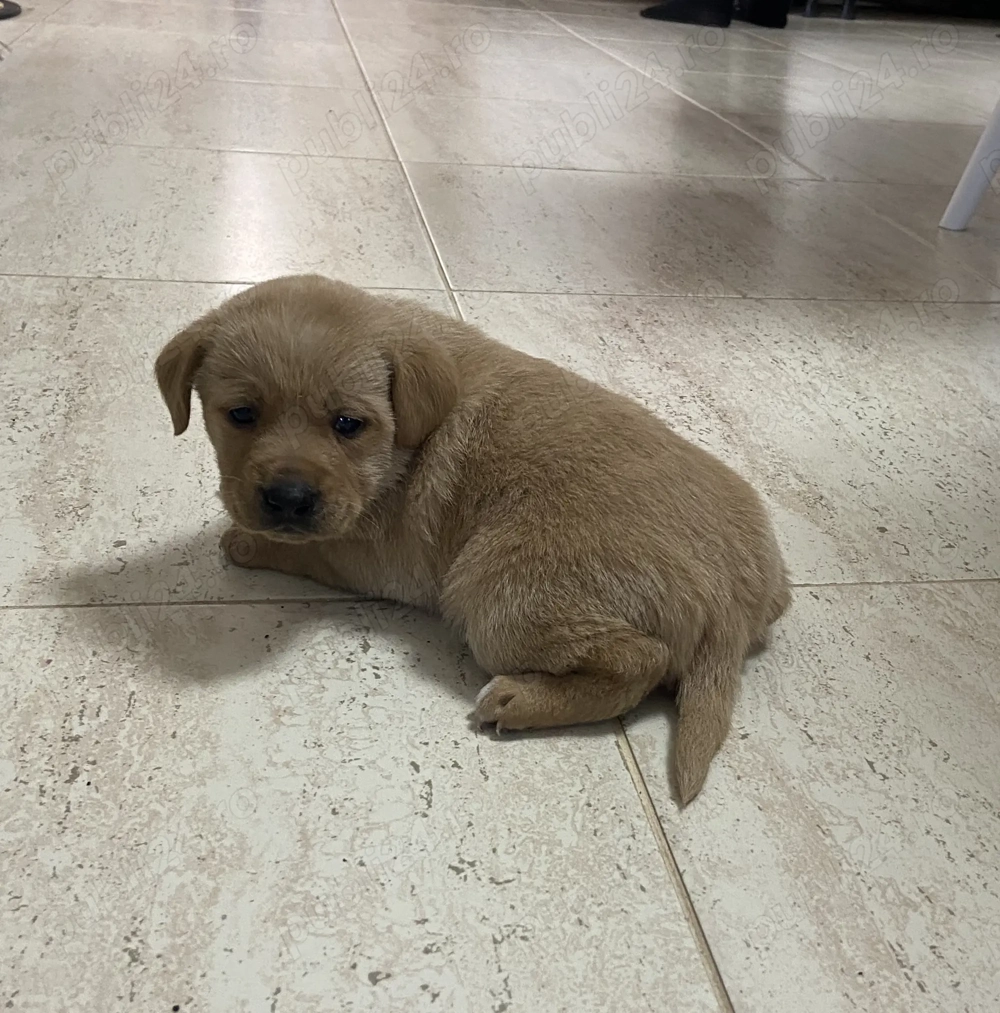 Vând căței din mamă rasa Viszla