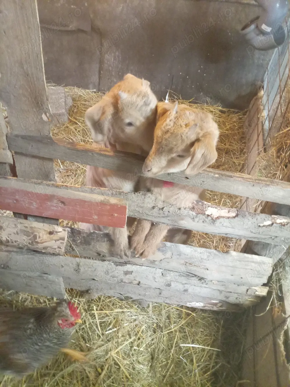 vand capre metis cu angolo