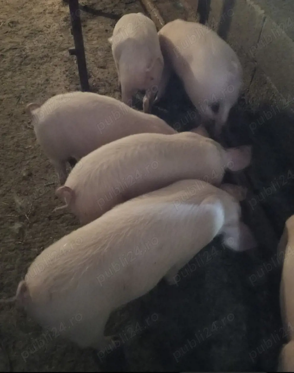 Grăsuni de vânzare 