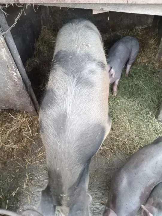 Vand Scroafa 150 kg + si Purcei 2 Luni 