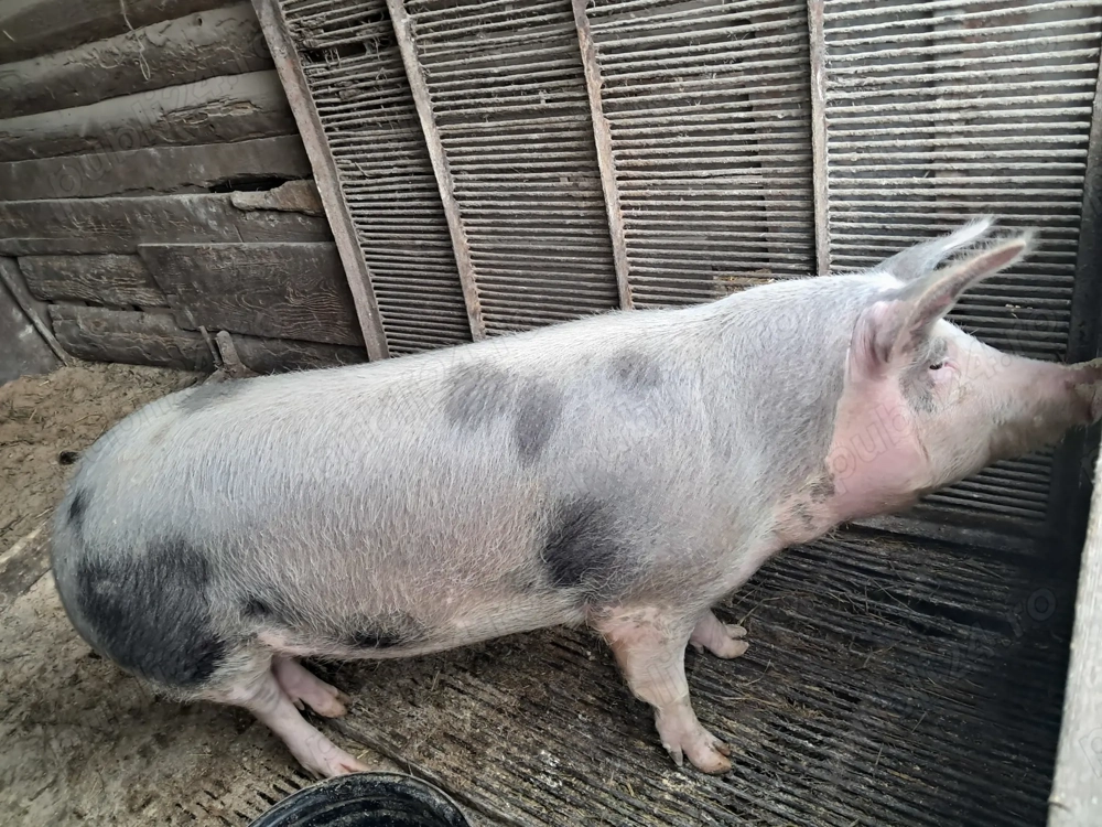 Schimb scroafa cu oi gestante sau fatate