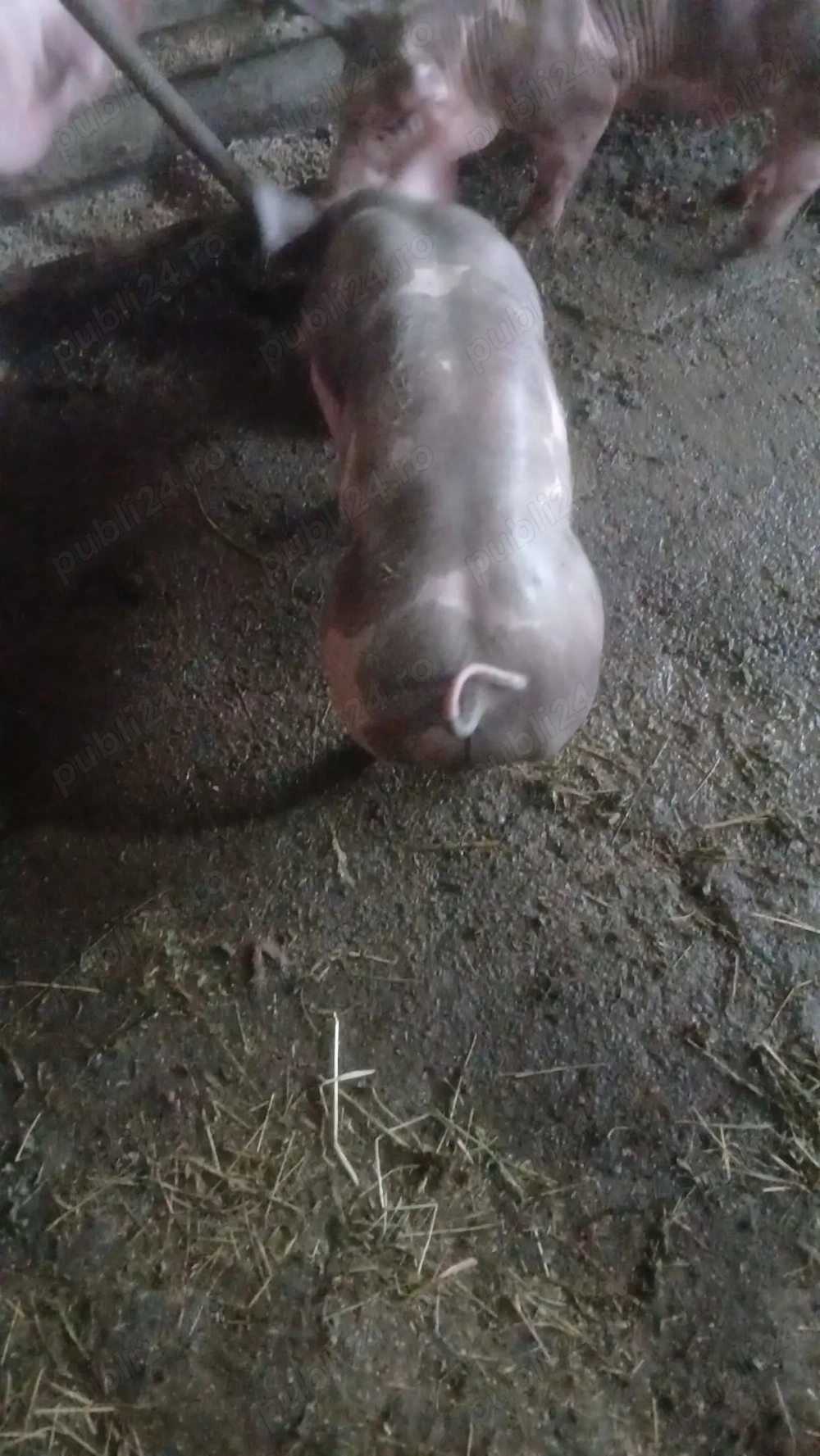 Vierut pietrean pur fără par