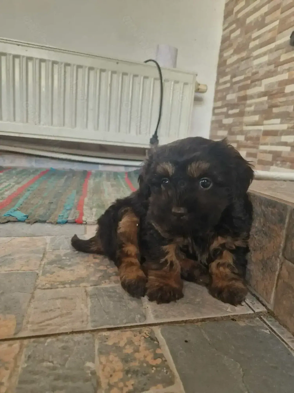 Bishon havanez negru 