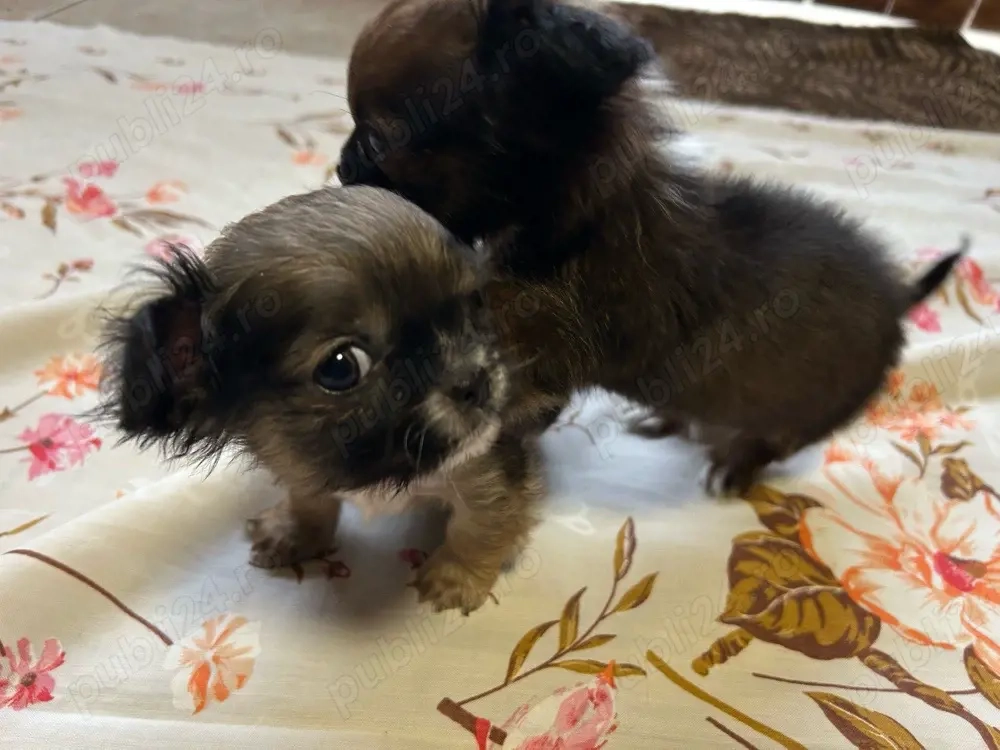 Pui pichinez talie mică-2 luni-sănătoși-cauta casa nouă