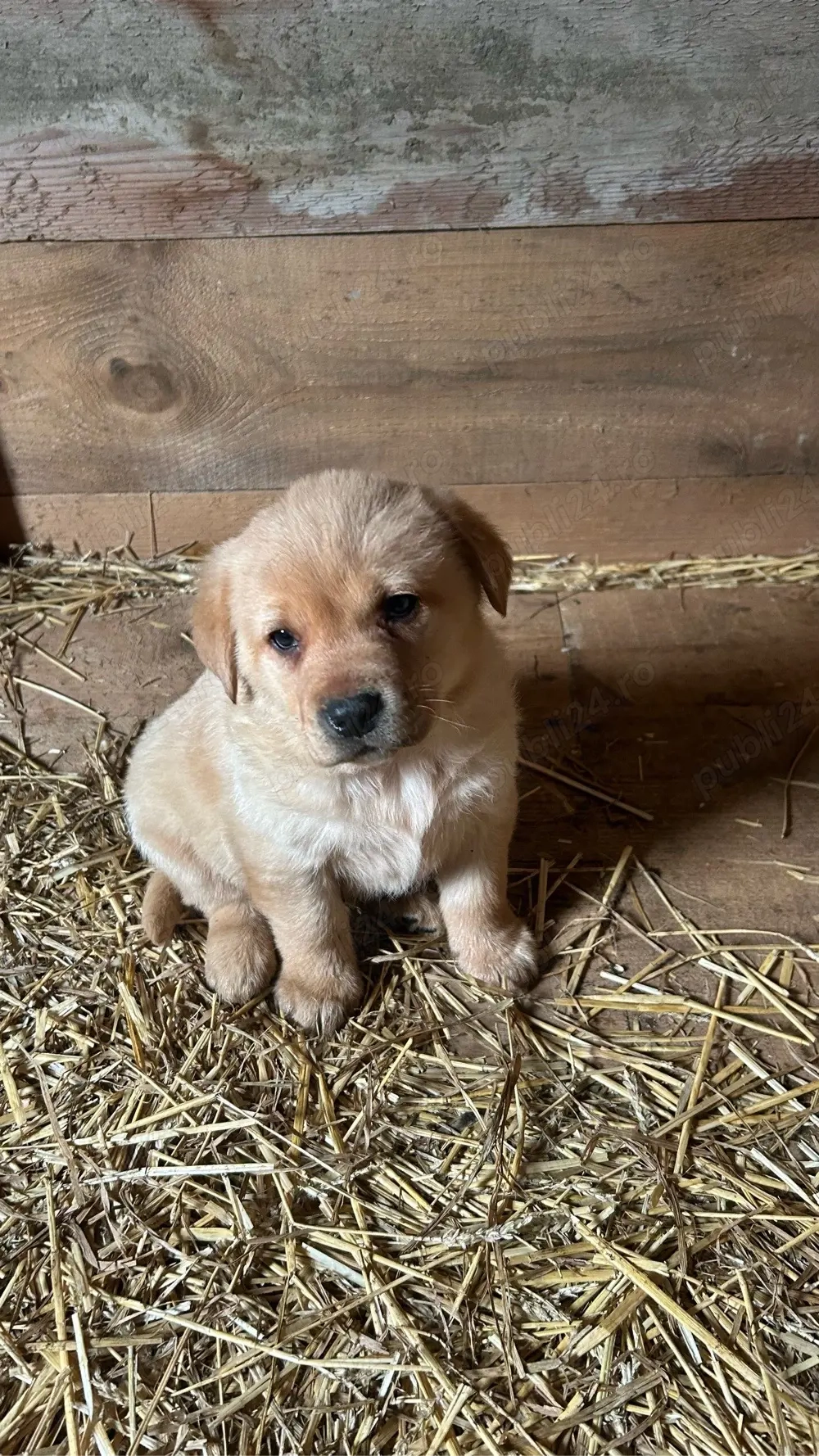 Pui de Labrador Retriever