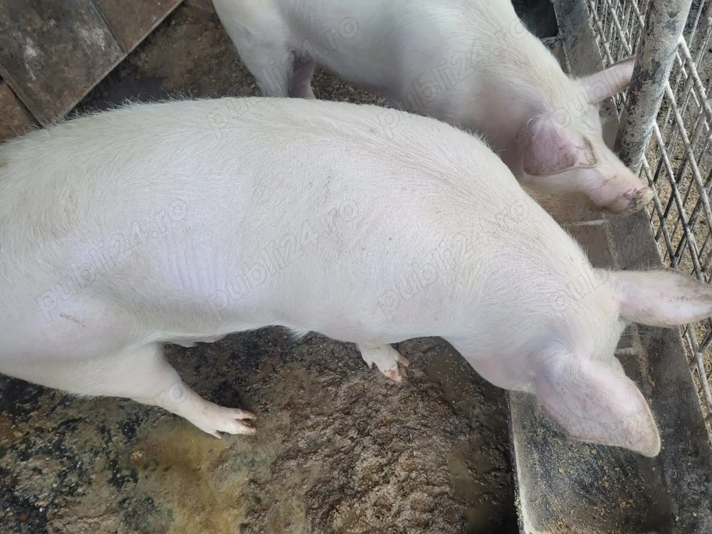 Vând porci crescuți bio!!