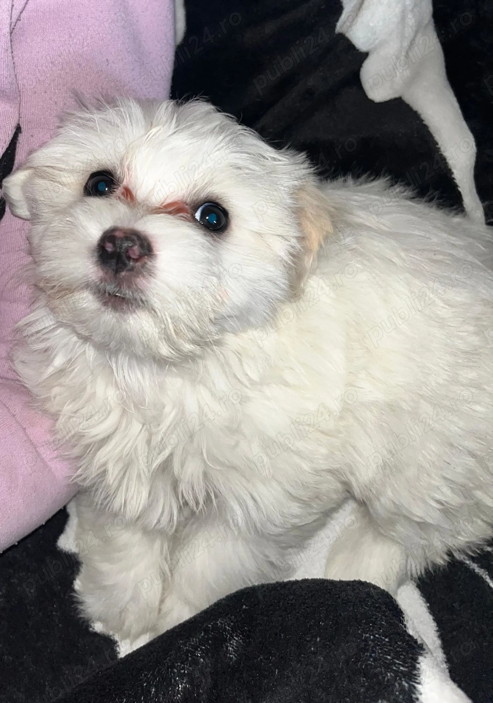 Bichon  maltez  2,luni deparazitați 