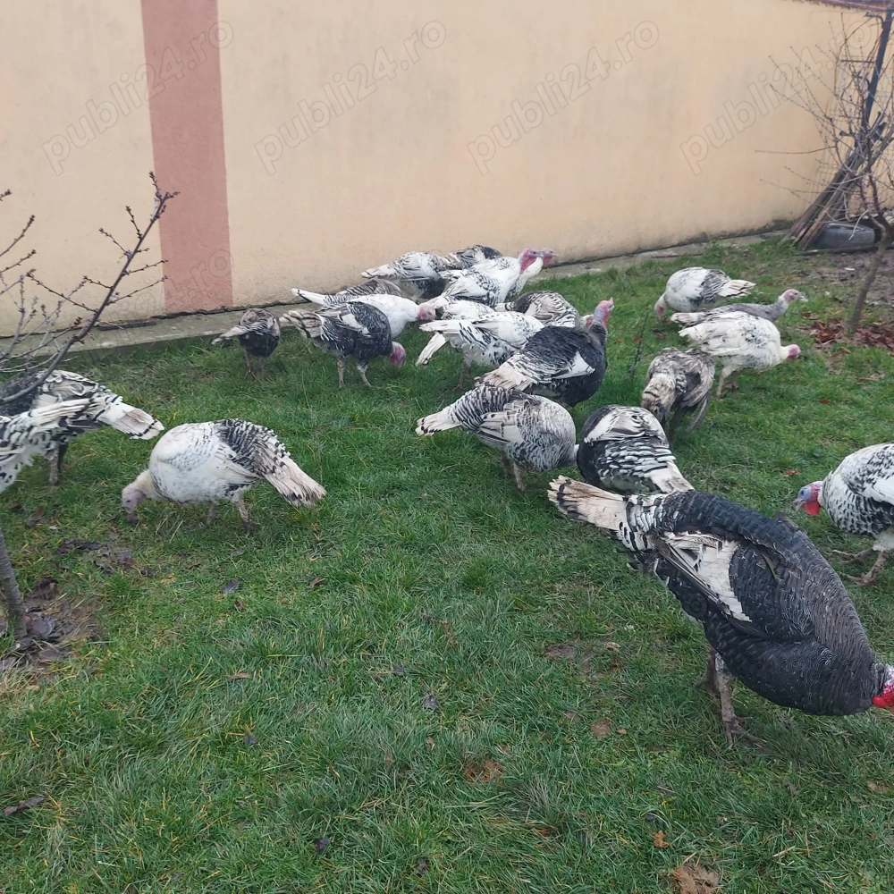 Curci. curcani. ....