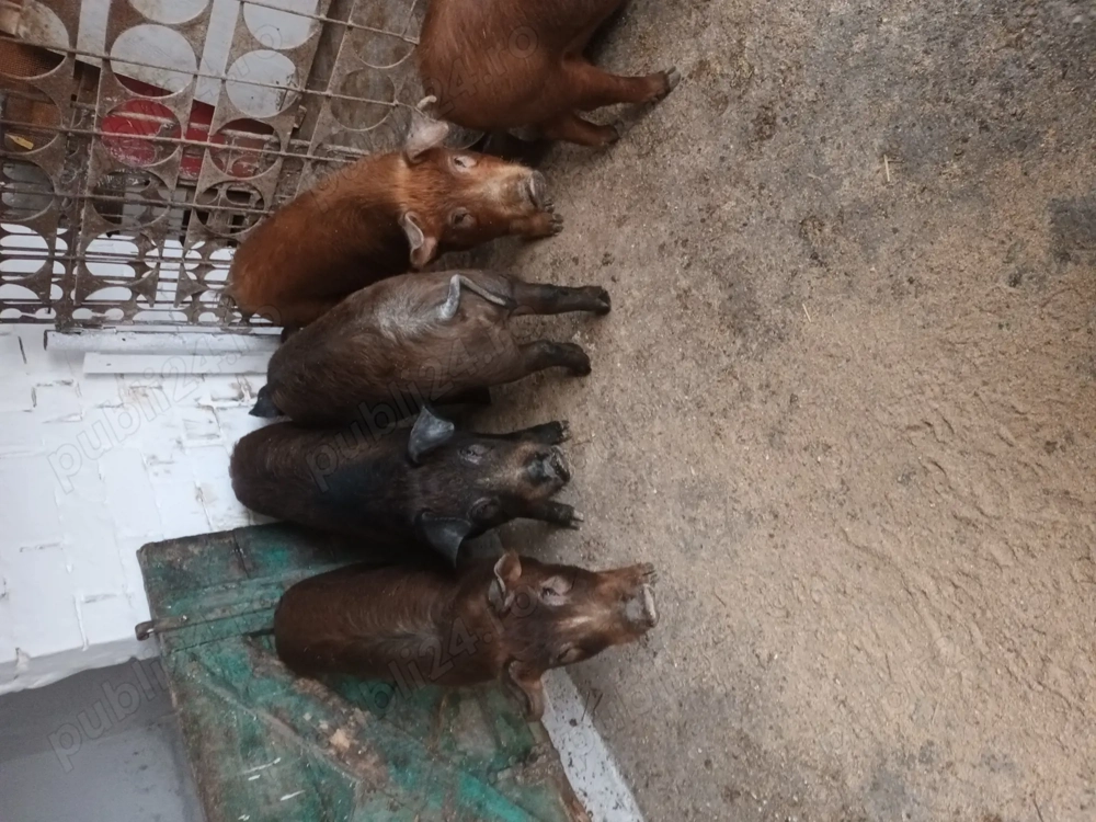 Vînd șoldani Duroc frumoși se pot vedea în Turda
