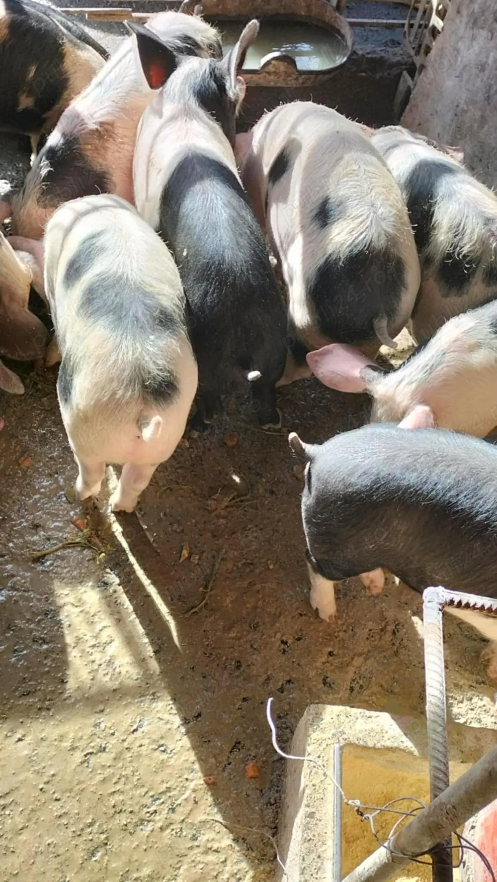 Burlinci de vânzare 