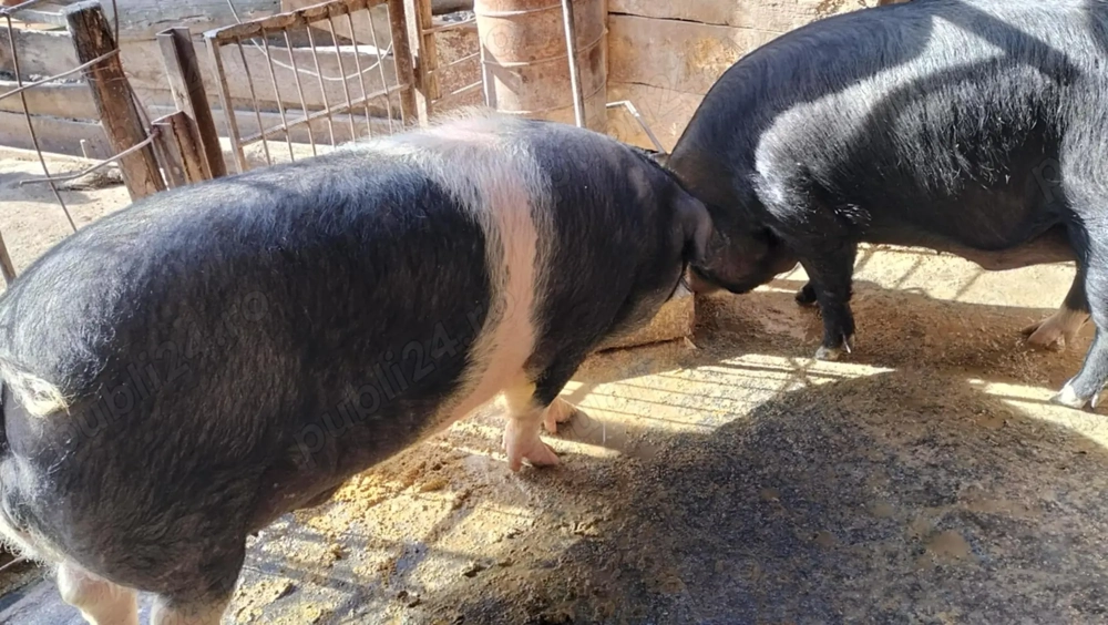 Burlinci și porci de vânzare 