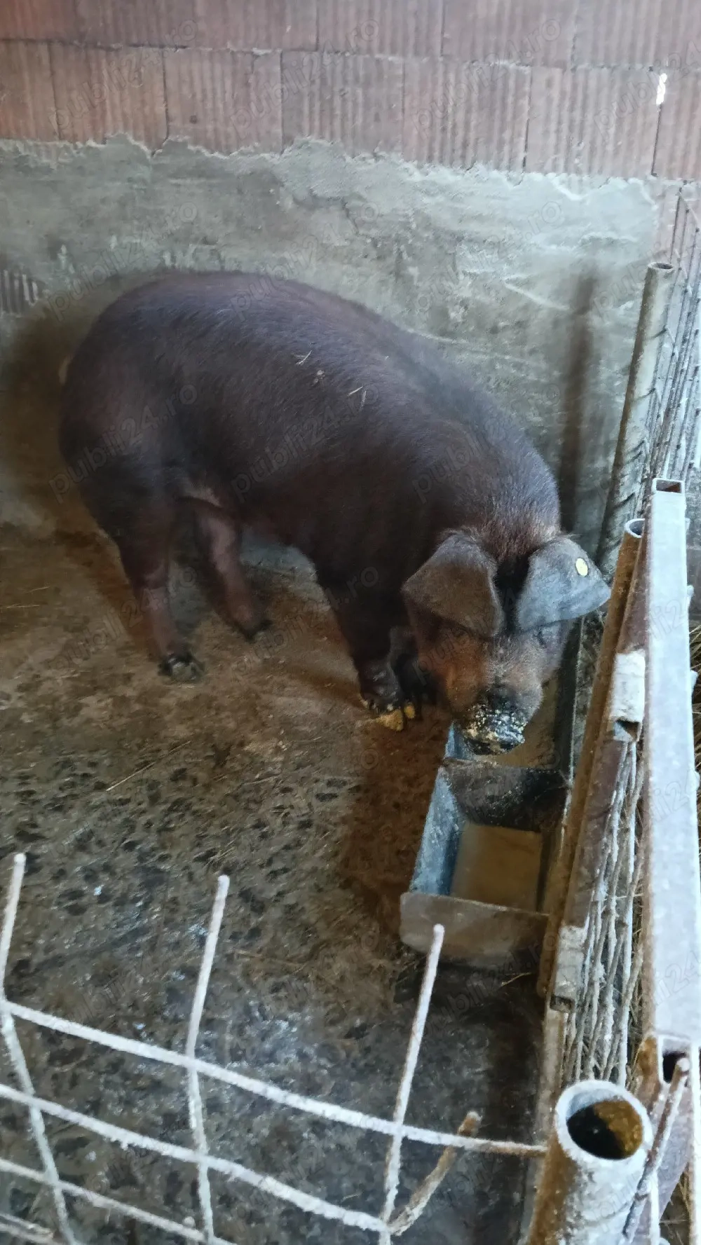 vier Duroc