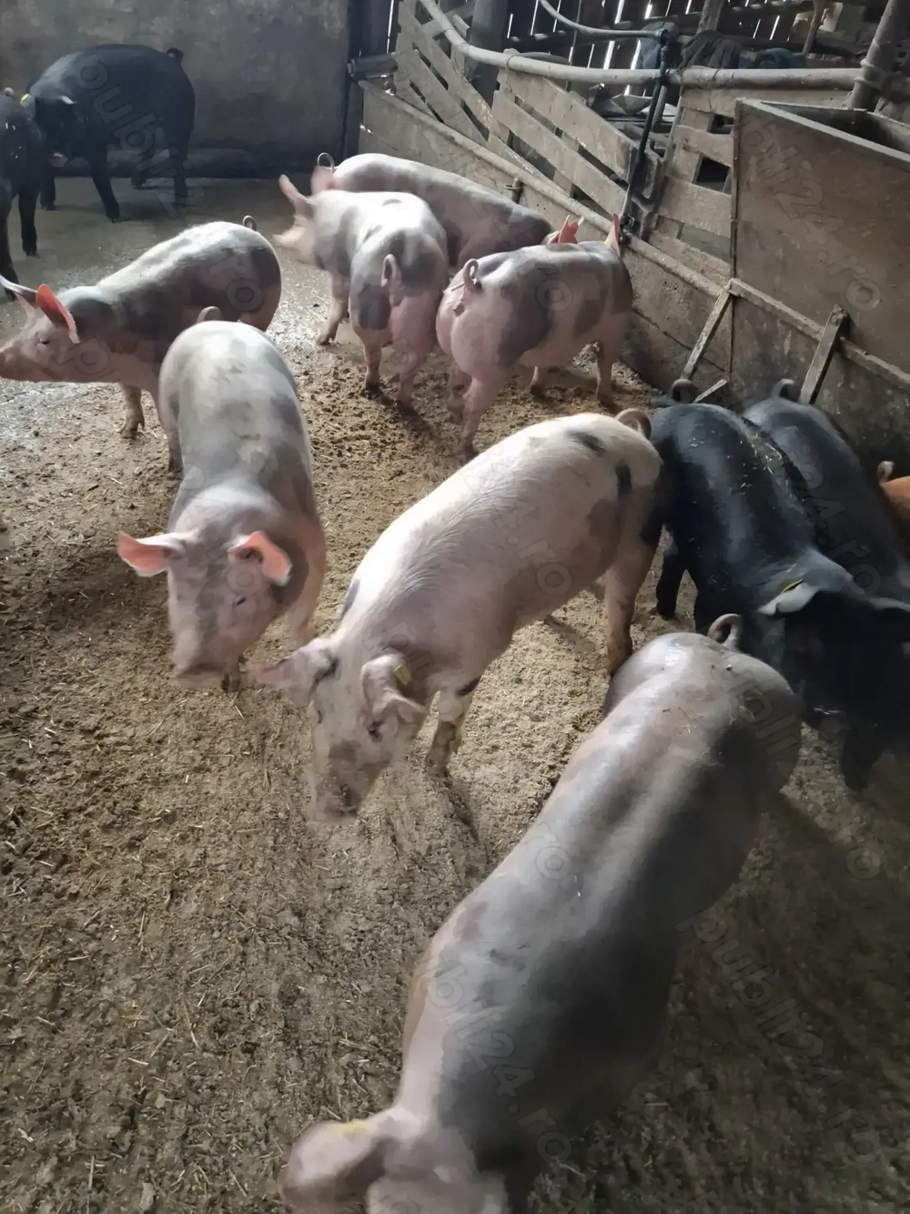 Vând soldani dela 40la 60kg