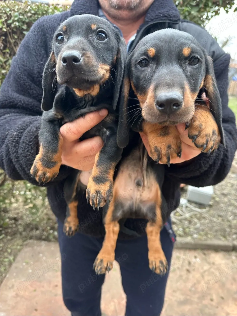 Teckel Negru Cu Pete De Foc