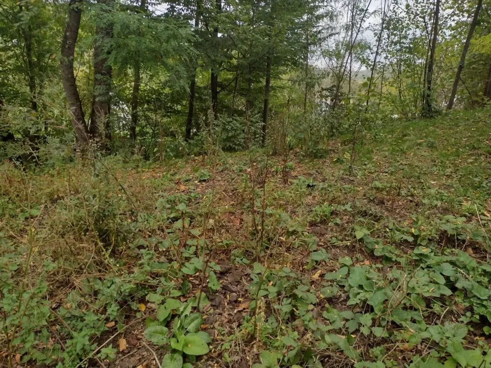 Teren intravilan 3398mp Provița de Sus