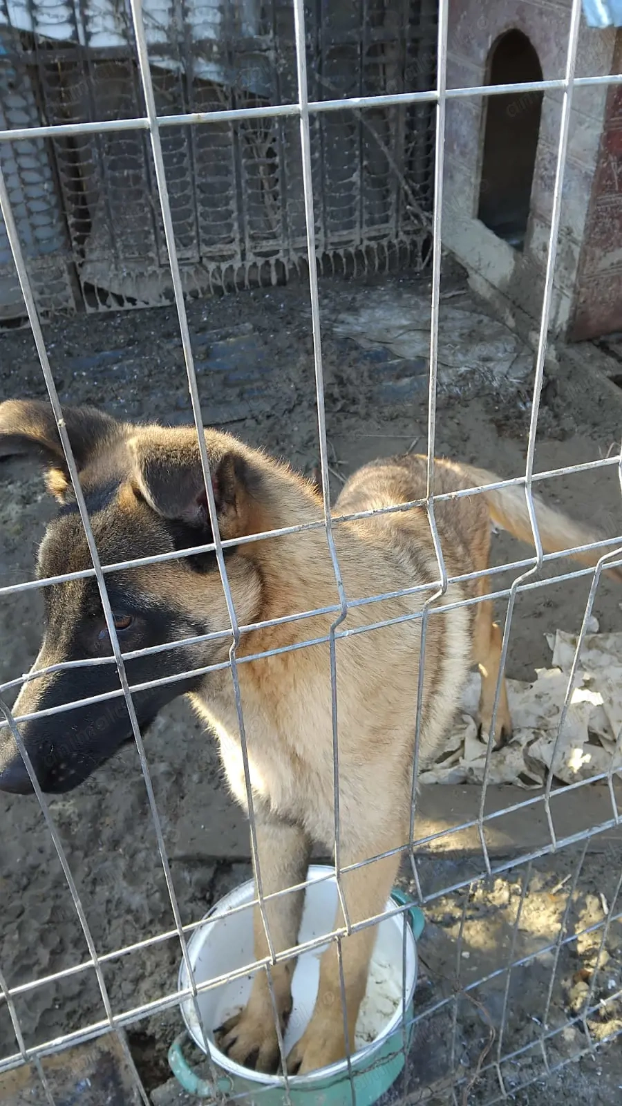 Mascul Ciobănesc Belgian