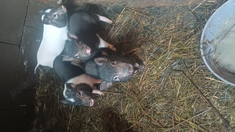 Purcei vietnamezi de vanzare