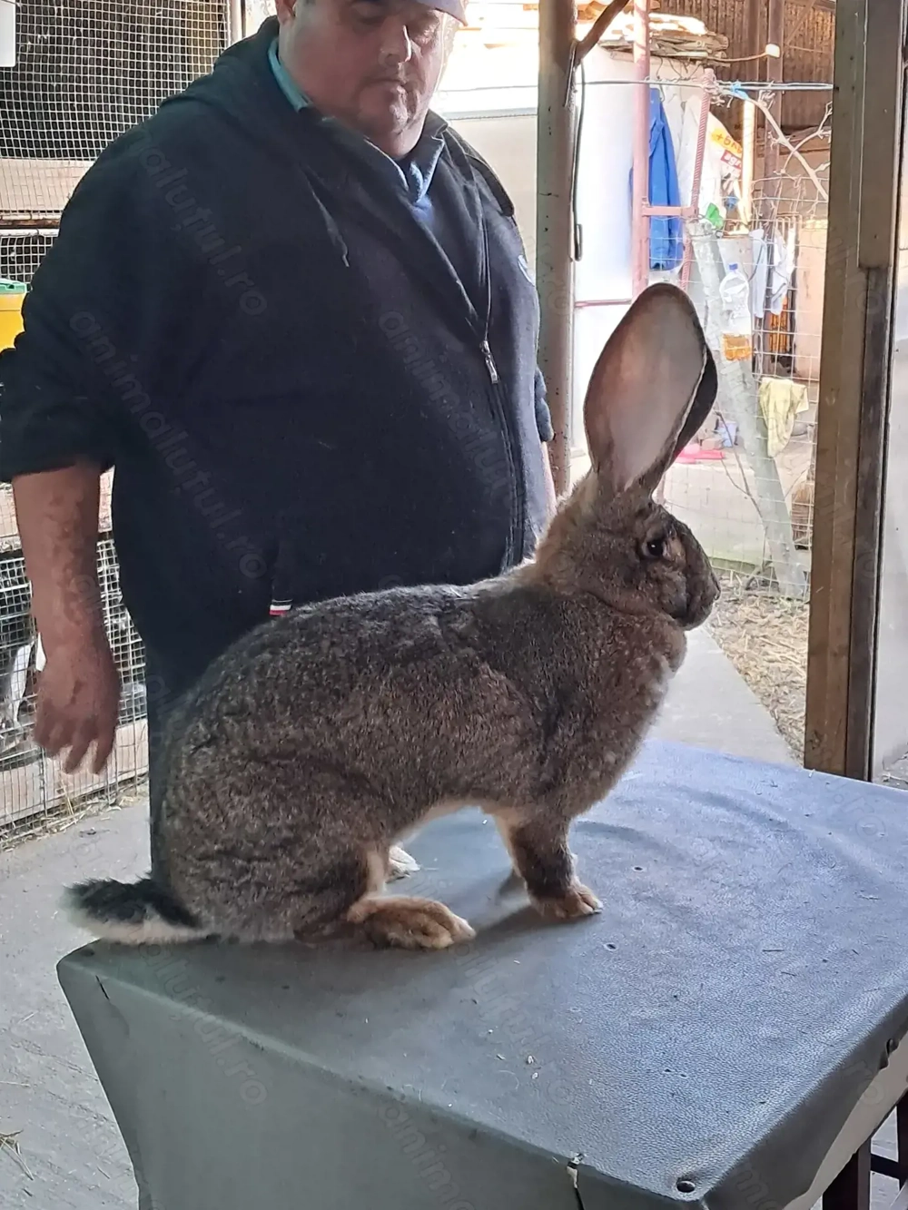 Vând Femelă Rasa Uriaș German Gri