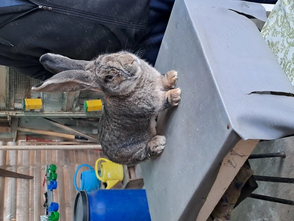 Vând Mascul Rasa Uriaș German Gri