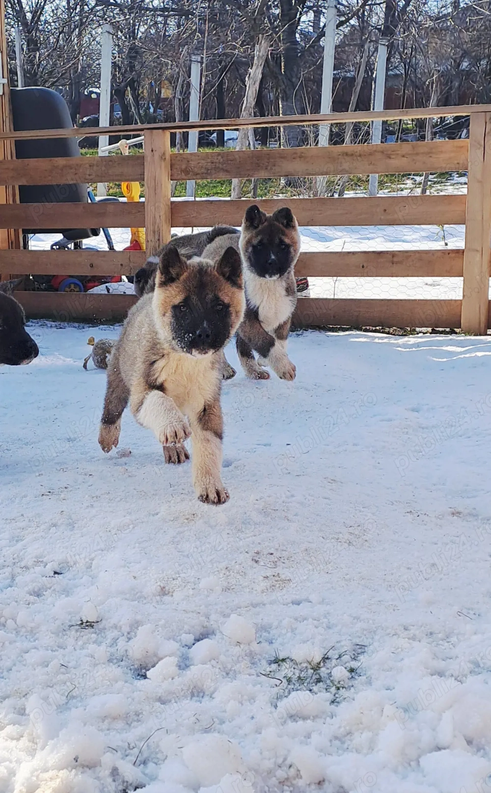 american akita cu pedigree