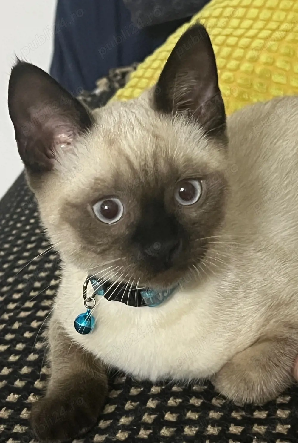 Pui de pisica siameza