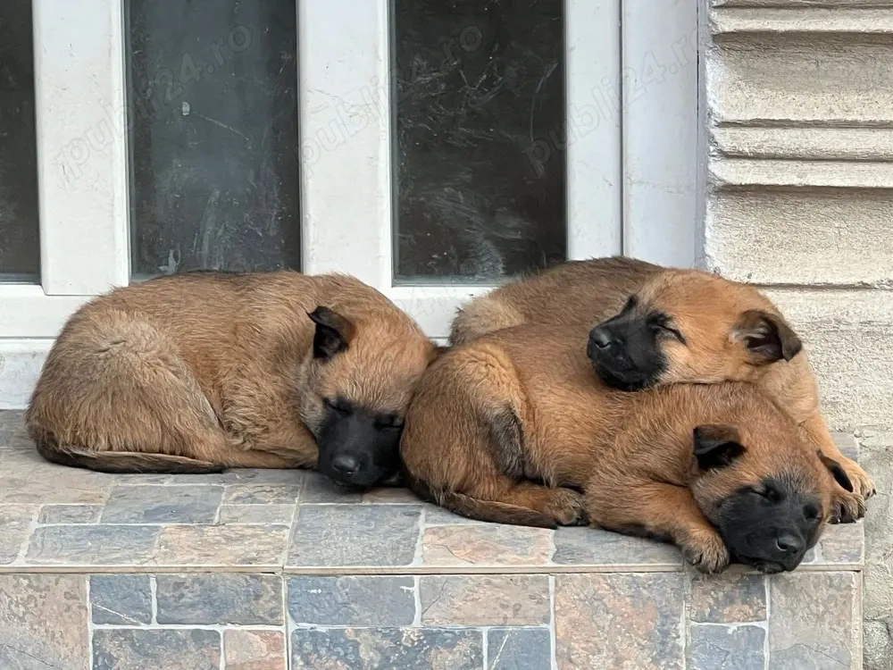 Pui de ciobanesc belgian malinois