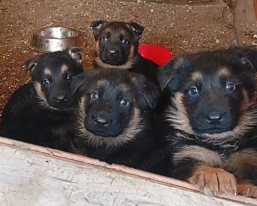 De vânzare pui ciobanesc german  1 femela 