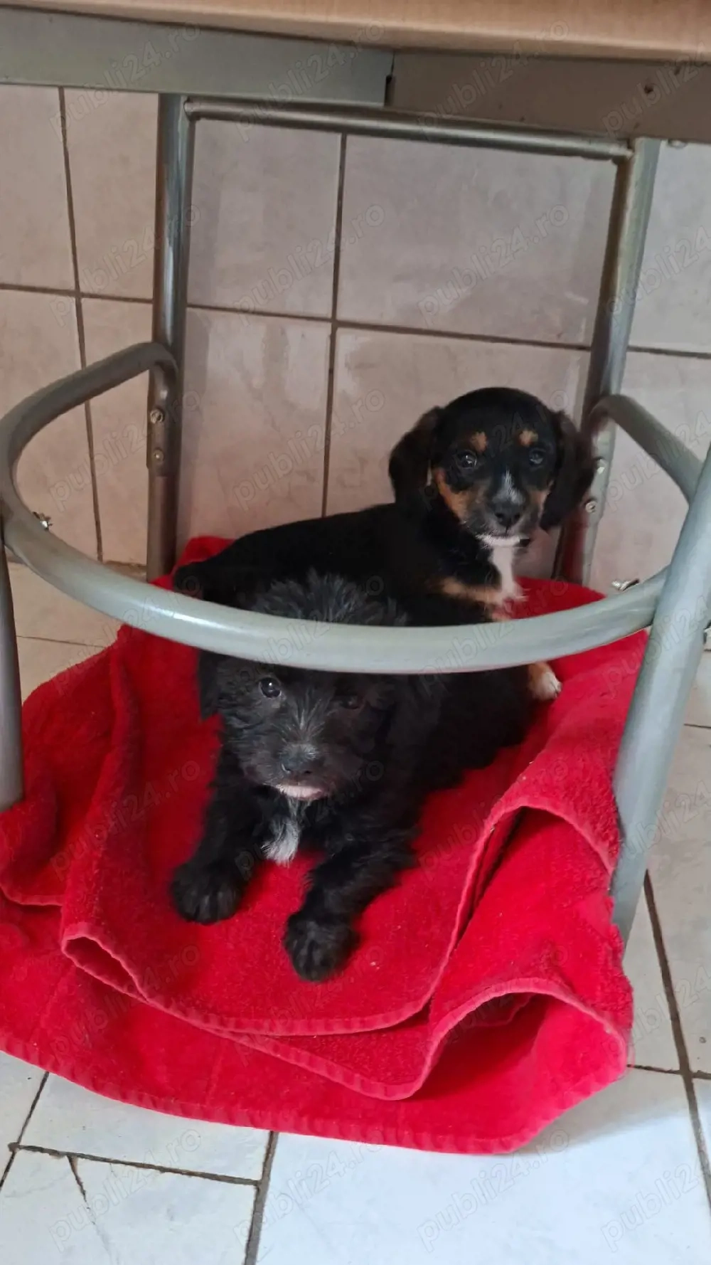 Cațelușă talie mica