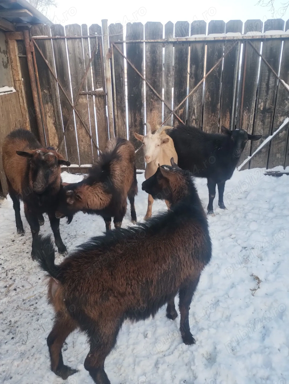 Tapi de vanzare pret bunn