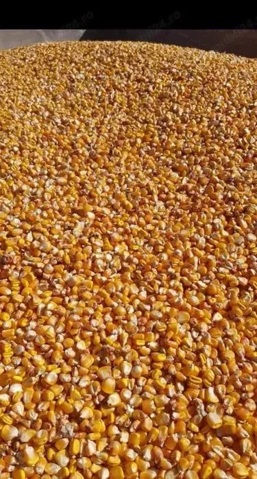 Vând porumb boabe 2025