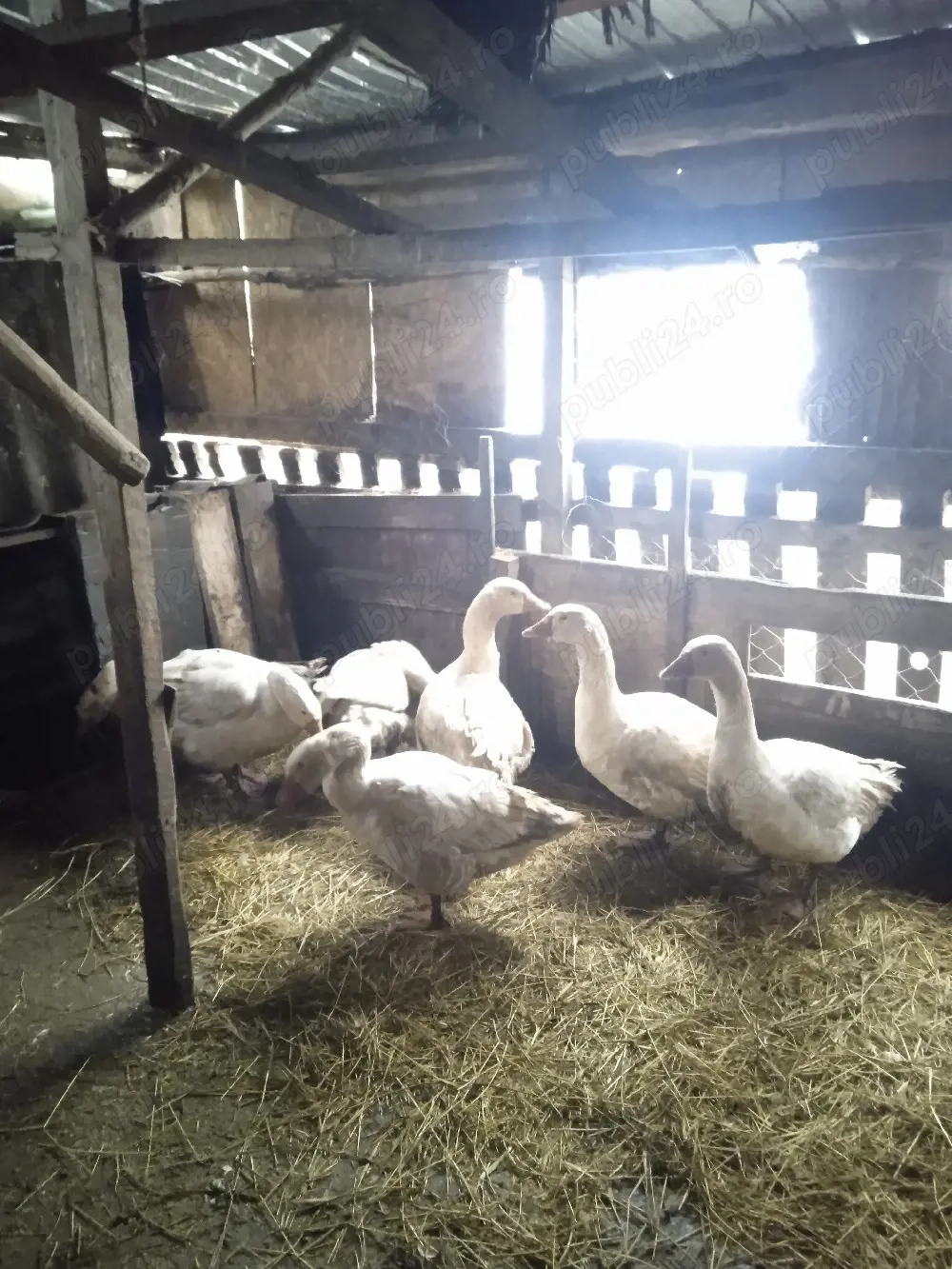 vand gasccani de anul trecut