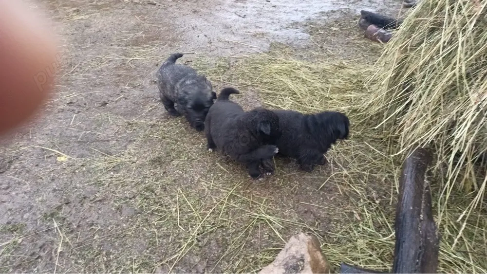 Donez femele ciobanesc 