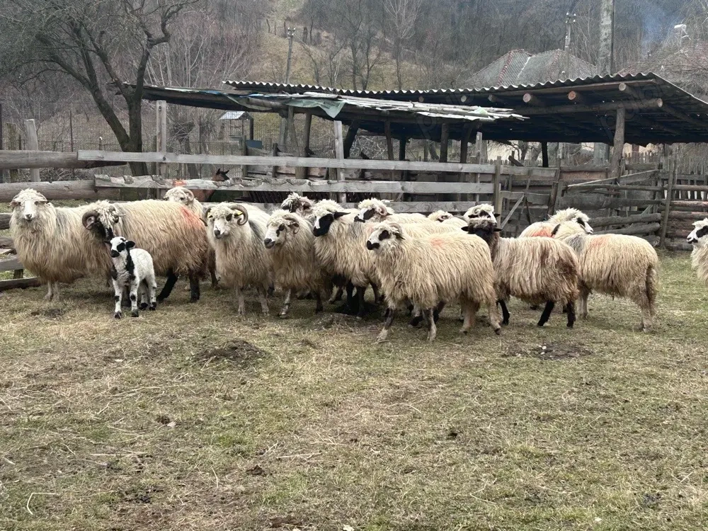 Vand oi turcane de munte