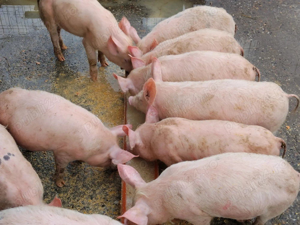 Vând purcei pentru Craciun