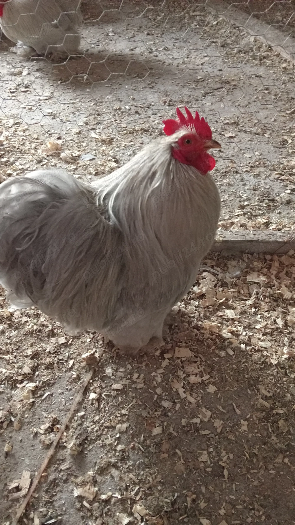 Vând găini cochinchina pitic lavandă 
